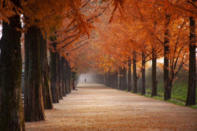Autumn View Picture