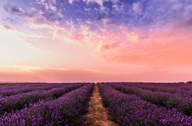 Lavender Blossom Field (landscape)