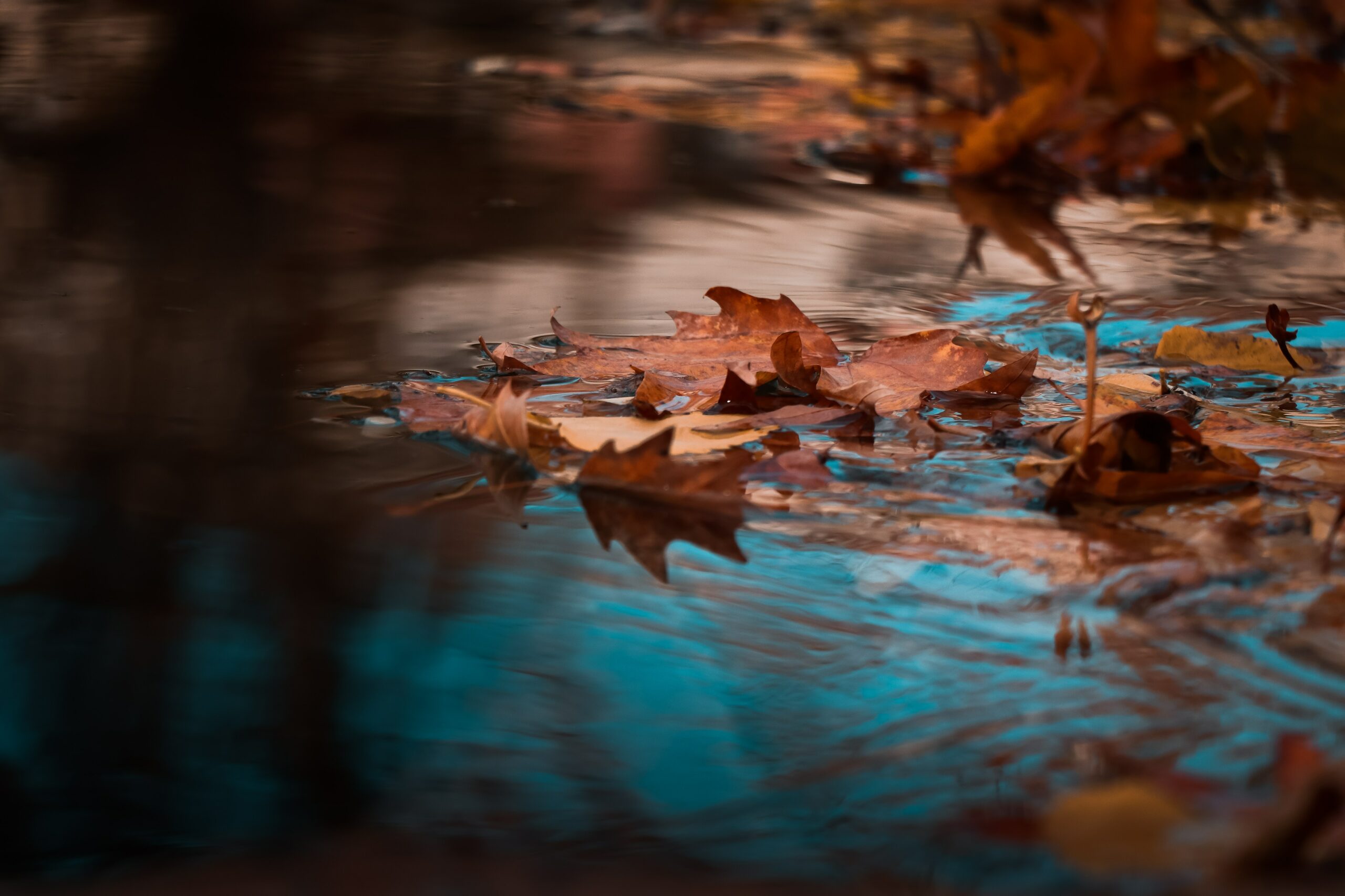 Dried Leaves In The River - 5553  Photo Gallery