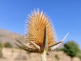 Fotoğraf: Fesçi Tarağı