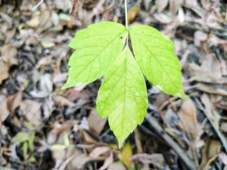 Fotoğraf: Son Yaprak
