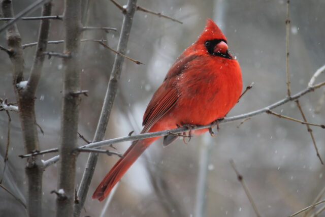 Kırmızı Kardinal Kuşu