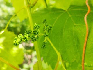 Fotoğraf: Ham Üzüm