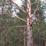 Wooden Bird's Nest