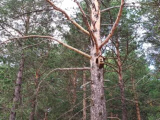 Fotoğraf: Ahşap Kuş Yuvası