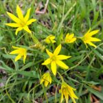 Gagea Lutea (sarı Yıldız çiçeği)