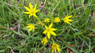 Gagea Lutea (sarı Yıldız çiçeği)