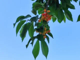 Fotoğraf: Alaca Kiraz