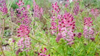 Fotoğraf: Şahtere Otu