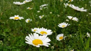 Fotoğraf: Koyungözü (Papatya Türü)