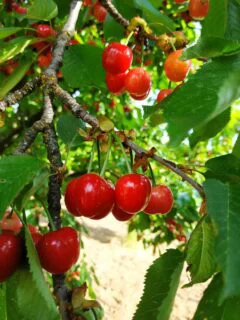 Fotoğraf: Dalda kirazlar