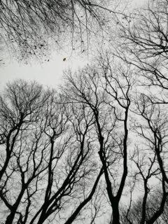 Fotoğraf: Yaprak dökmüş ağaçlar