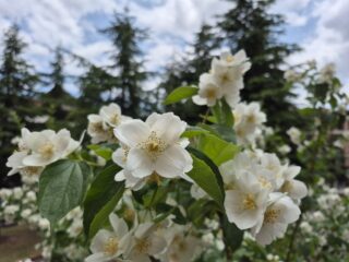 Filbahri Çiçeği (philadelphus Coronarius)