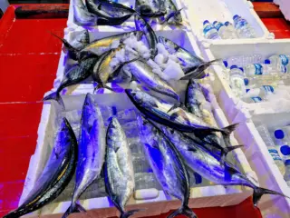 Fotoğraf: Palamut Balıkları