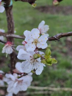 Erik (kayısı) Çiçeği