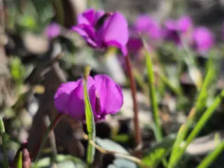 Fotoğraf: Baharın Habercileri