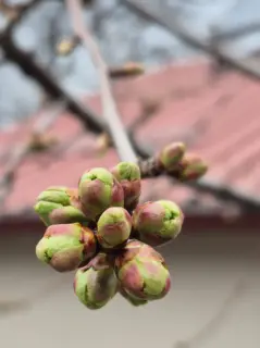 Fotoğraf: Kiraz Çiçeği Tomurcukları