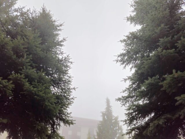 Sisli Bir Gün Ve Ladin Ağaçları