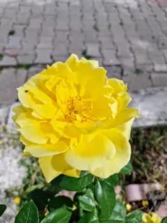 Fotoğraf: Sarı Gül