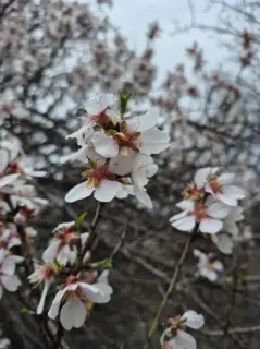 Fotoğraf: Badem Çiçekleri
