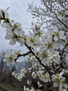 Erik Ağacı Çiçekleri