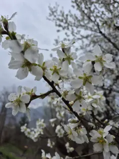 Fotoğraf: Erik Ağacı Çiçekleri