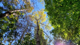 Sararmış Dişbudak Ağaçları