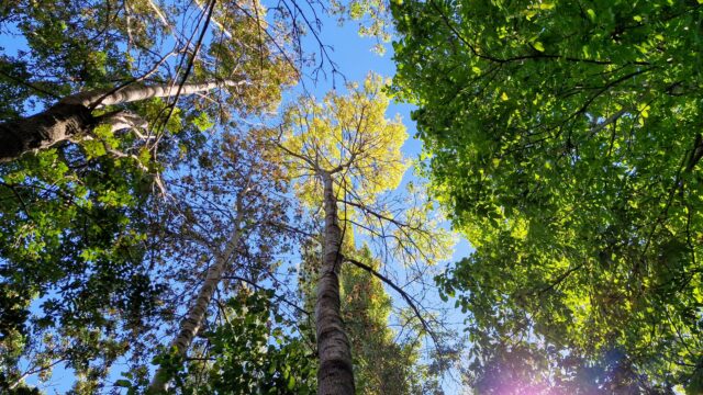 Sararmış Dişbudak Ağaçları