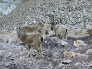 Fotoğraf: Dağ Keçileri