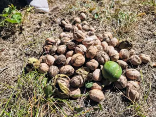 Fotoğraf: Şebin Cevizi