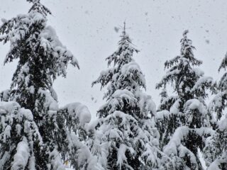 Kışın Sedir Ağaçları