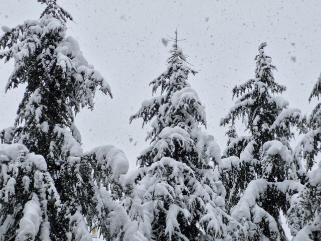 Kışın Sedir Ağaçları