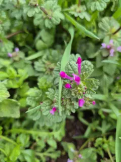 Photograph: Lamium Flower
